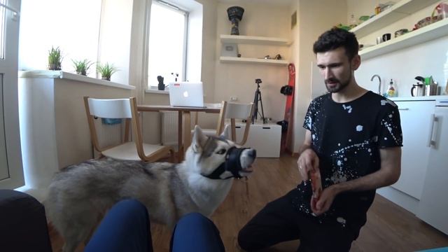 Хаски Капелла тащится от сахарных костей! Приучаем к наморднику типа недоуздок смотреть онлайн