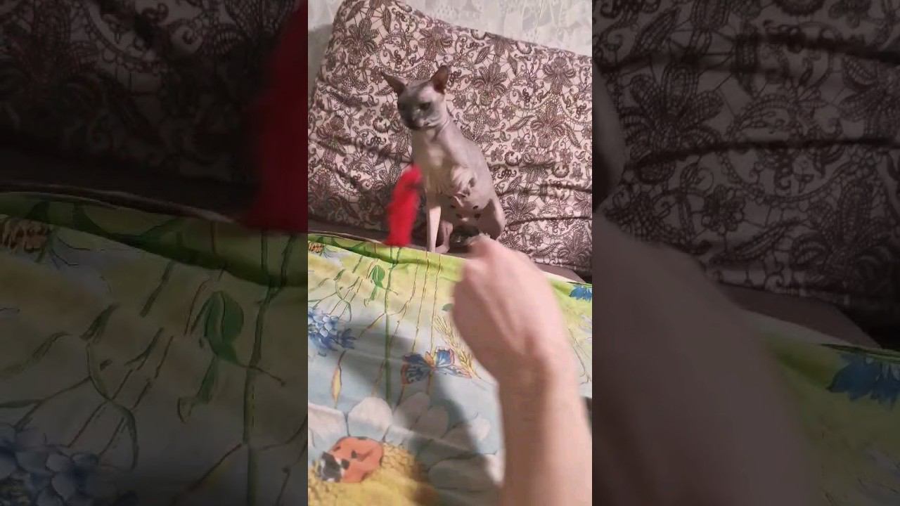 ▷Канадский сфинкс любит играться◁ смотреть онлайн