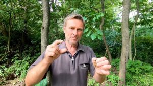 Как выглядит личинка медведки.