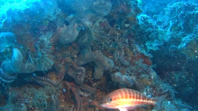 Сицилия под водой смотреть онлайн