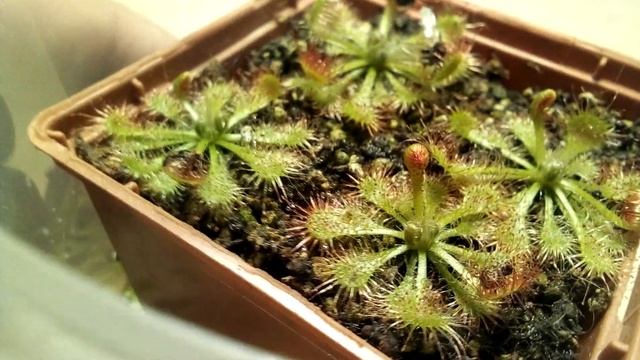 Купил росянку смотреть онлайн