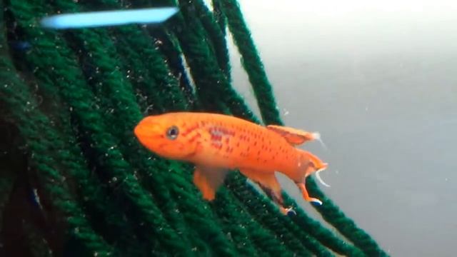 Meet the Fish: Aphyosemion australe Orange смотреть онлайн
