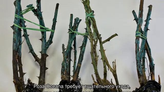 Роза Осиана (Osiana) — описание гибридного сорта смотреть онлайн