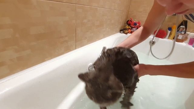 Как помыть кота в ванной после ремонта в квартире. How to wash a cat смотреть онлайн