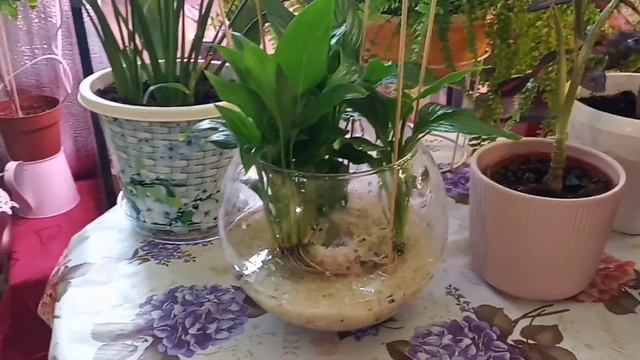 Спатифиллум в аквариуме смотреть онлайн