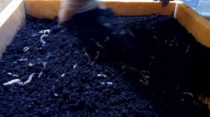 Бизнес на червях. Дендробена. От кокона до маточника.