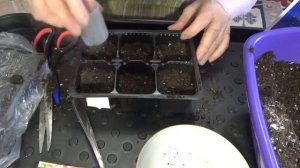 Как правильно посеять ЛЬВИНЫЙ ЗЕВ на рассаду