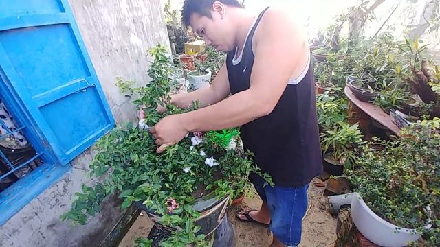 CHIẾT CÀNH HỒNG NGỌC MAI QUÁ DỄ - Malpighia Glabra Tree Extract - BONSAI VN смотреть онлайн