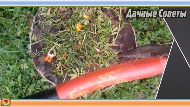 БАРХАТЦЫ как удобрение Великолепные СИДЕРАТЫ и зеленое удобрение Настоящая ПОЛЬЗА в саду и огороде смотреть онлайн