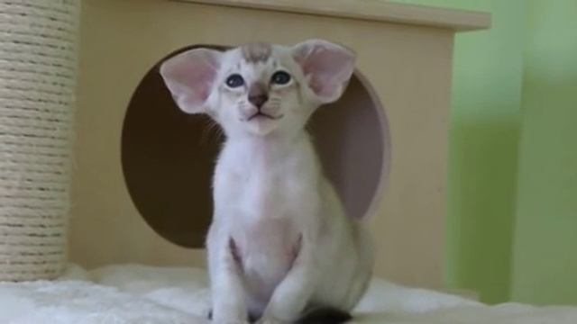 Siamese blue tabby point kitten girl смотреть онлайн