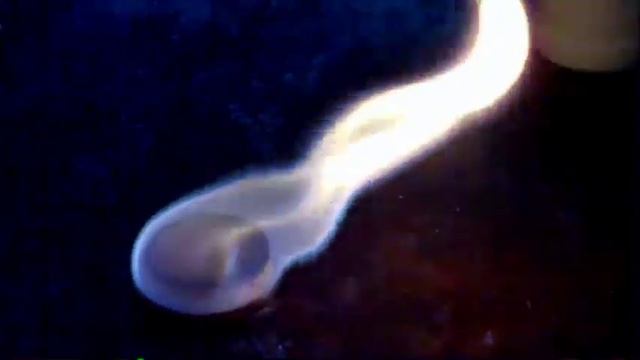 Прогулка по озеру с собакой и правдивый обзор сухого горючего!!! смотреть онлайн