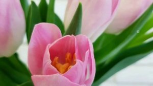 ШИКАРНОЕ ПОЗДРАВЛЕНИЕ  С 8 МАРТА! КРАСИВАЯ ПЕСНЯ ДЛЯ ЖЕНЩИНЫ! МУЗЫКАЛЬНАЯ ОТКРЫТКА