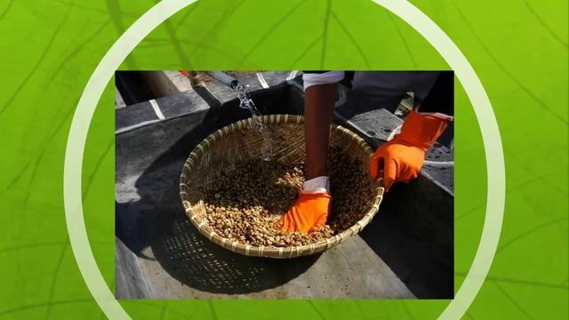 Экзотические животные. Мусанг, производит дорогой кофе смотреть онлайн