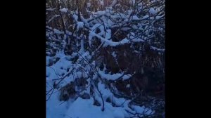 Работа молодых лаек по кабану в природе. ЗСЛ Дунай и ЗСЛ Тайгар