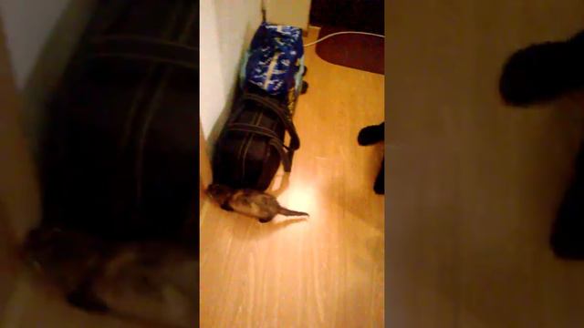 Баловство хорька смотреть онлайн