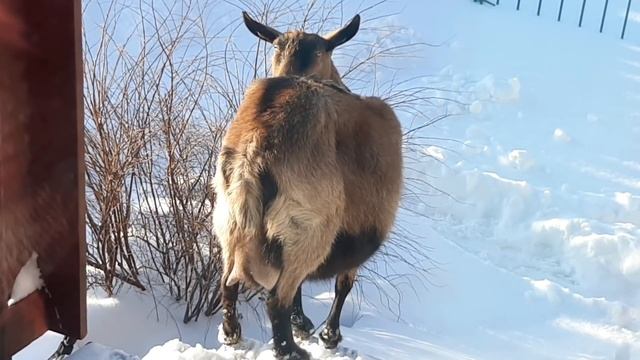 Про козу....Простое деревенское счастье... смотреть онлайн