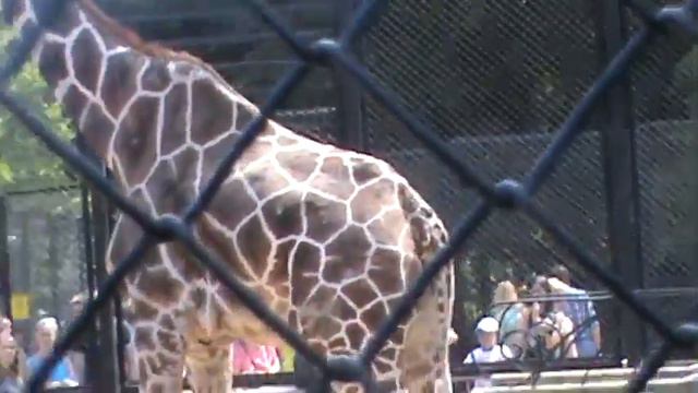 МОСКОВСКИЙ ЗООПАРК смотреть онлайн