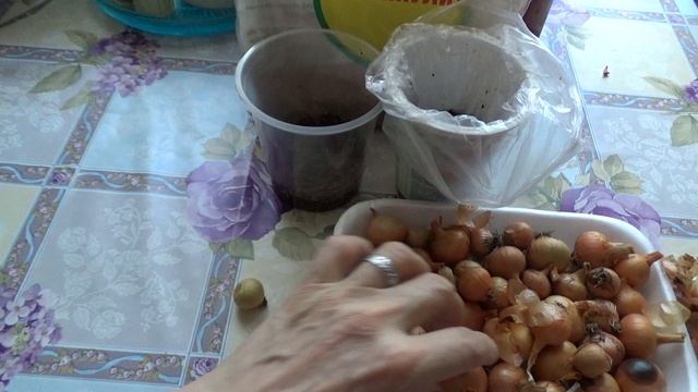 Огород на окне,выгонка лука на зелень. смотреть онлайн