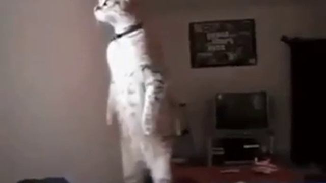 Кошка которая переживает за хозяина смотреть онлайн