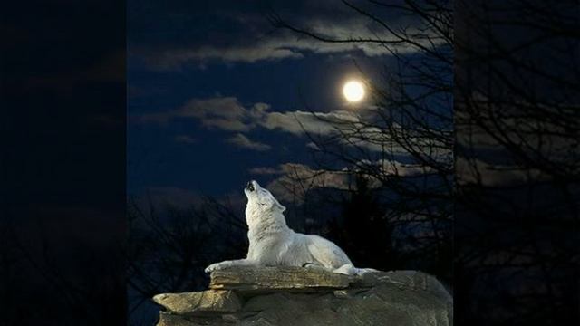 Вой одинокого волка смотреть онлайн