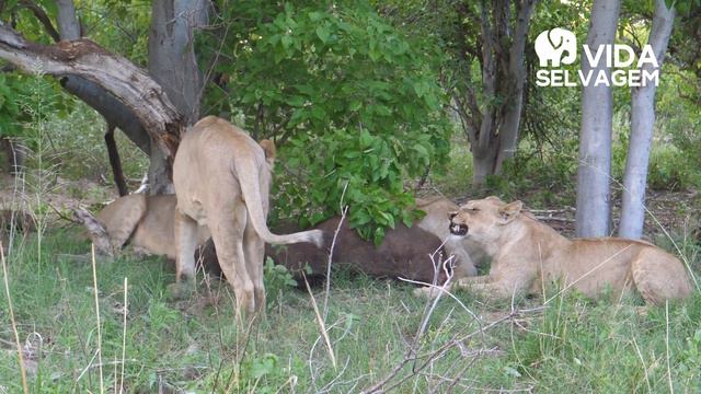 GNU QUASE MORTO LUTA PELA VIDA - VIDA SELVAGEM смотреть онлайн