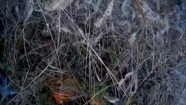 КРЫМ.Поход за грибами. Мышата.Маслята.Рыжики. смотреть онлайн