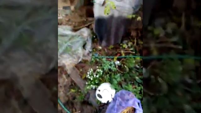 Ч9. Выращивание грибов в домашних условиях вешенки, опята, шиитаке. смотреть онлайн