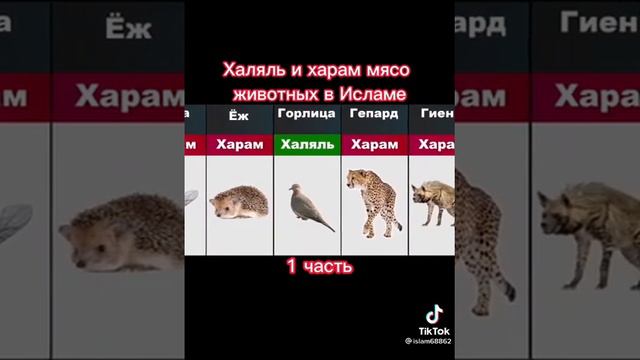 халяль и харам мяса животных в исламе 1часть смотреть онлайн