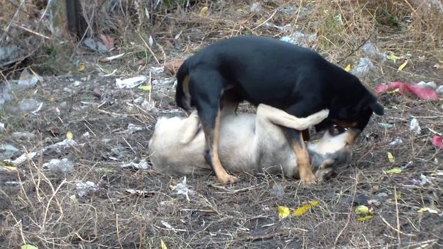 SAMSUNG HMX-QF20 test video смотреть онлайн