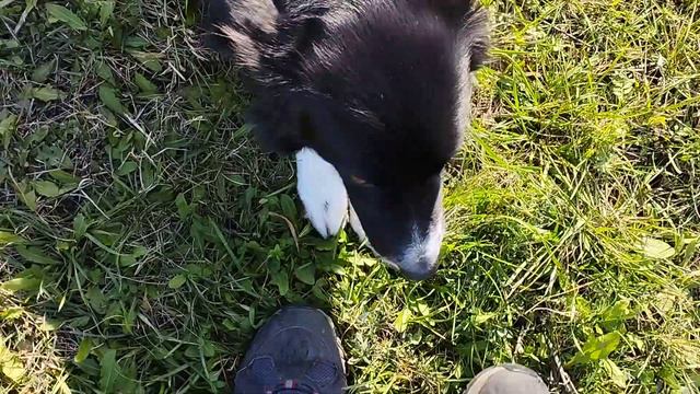 Gabby&Ready Команда "Ползи!" и как это делает моя ленивая собака бордер колли смотреть онлайн