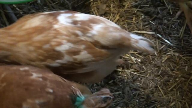 Расклев у цыплят, чем все закончилось.