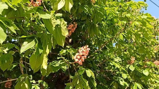 Розовые каштаны. Яркие краски мая? смотреть онлайн