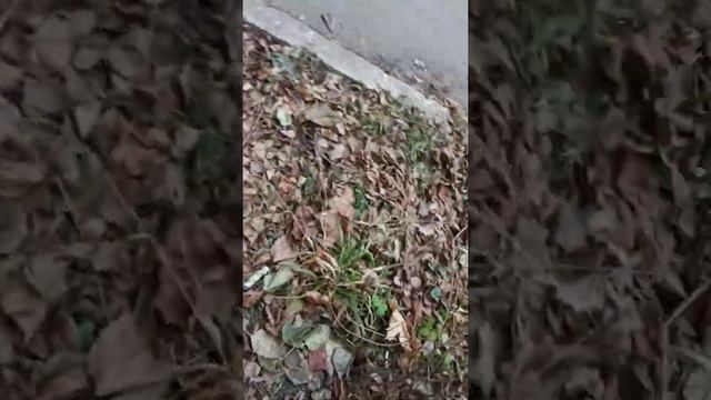 кормим уличных кошек. Съела 3 пачки корма!! 😱😱 Милые котята! смотреть онлайн