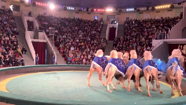 Цирк 4 верблюда Большой немецкий цирк Der Elefant #цирк #немецкийцирк верблюды династии Гартнер смотреть онлайн