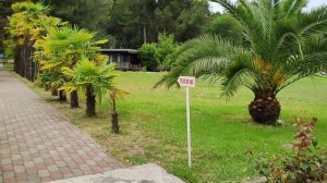 Абхазия. Пицунда 20.06.2023 Обзор территории отеля Ирэн