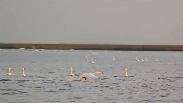 Лебеди летят Автор Ян Райбург,кавер Г Погорельская смотреть онлайн