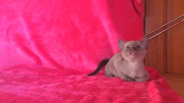 Бурманский котенок (Бурма) шоколад смотреть онлайн