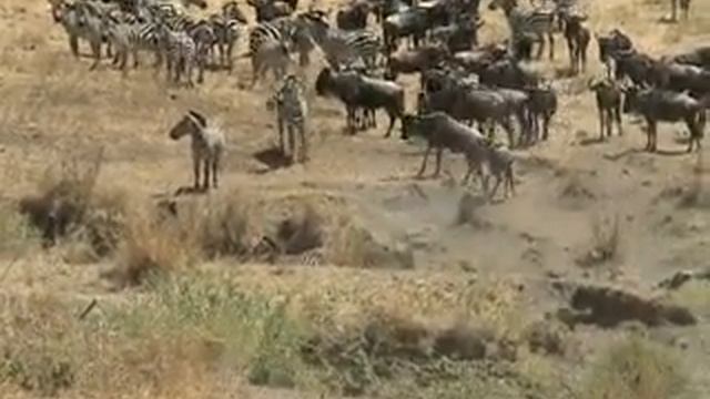 Wildlife of the Serengeti смотреть онлайн
