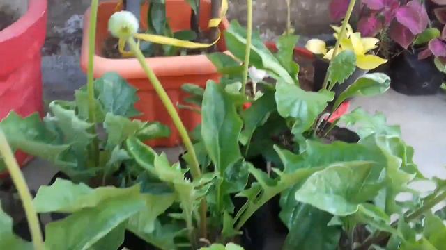 ll Surprised new pot and plant shopping /Rose plant shopping/Beautiful plant shopping l