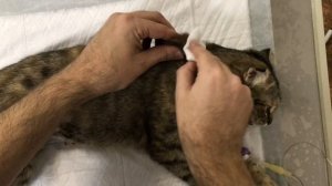 Как сделать кошке укол подкожно в холку самостоятельно