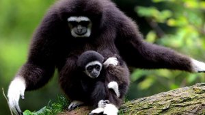 Гиббон - интересные факты