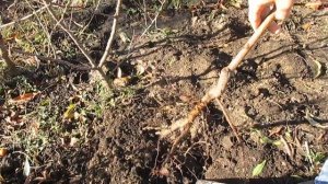 Выкопка саженцев персика: как это делаю я