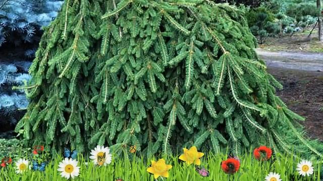 Ель обыкновенная Инверса ? Обзор: посадка и уход. саженцы, крупномеры ели: описание и особенности