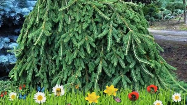 Ель обыкновенная Инверса ? Обзор: посадка и уход. саженцы, крупномеры ели: описание и особенности