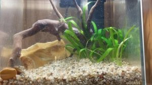 6 - й день после запуска первого аквариума. Белый налет на коряге.