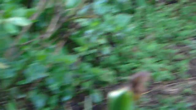 Atlapetes blancae: Ene - 19 -2018 смотреть онлайн