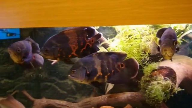 Астронотусы тигровые смотреть онлайн