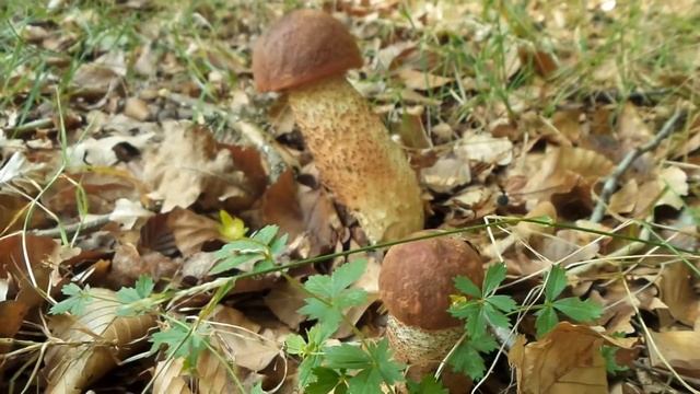Leccinum Quercinum смотреть онлайн