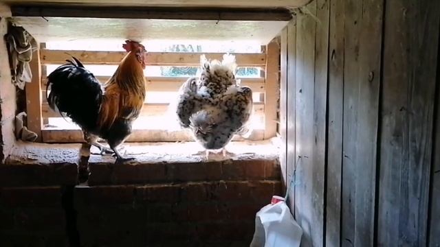 Самый гуманный способ отлучить наседку от насиживания яиц. смотреть онлайн