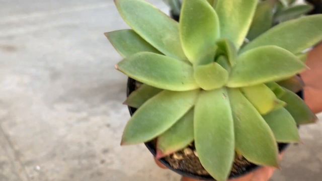Succulent Lowes Haul | Big Box Store Succulent Haul | Succulents | Kalanchoe смотреть онлайн
